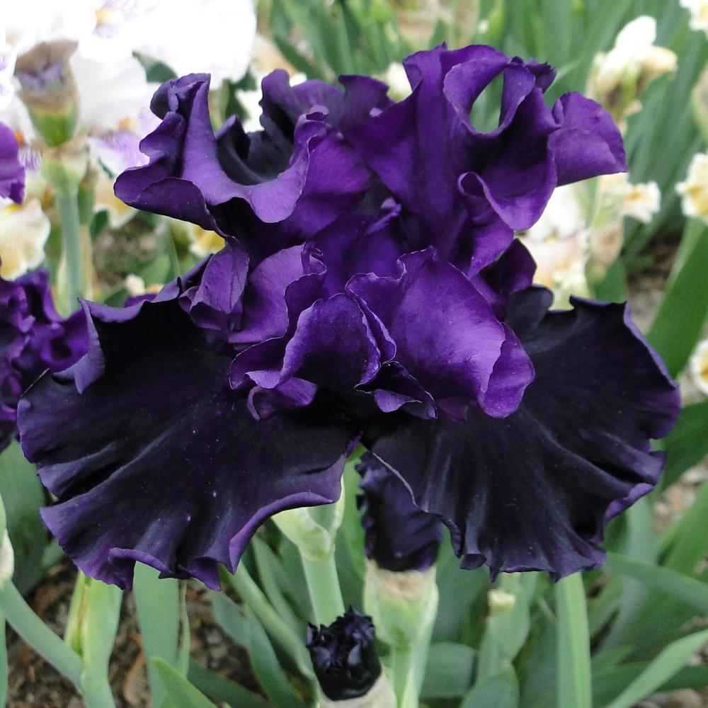 Photo of Tall Bearded Iris (Iris 'Black Lipstick') uploaded by lauriemorningglory