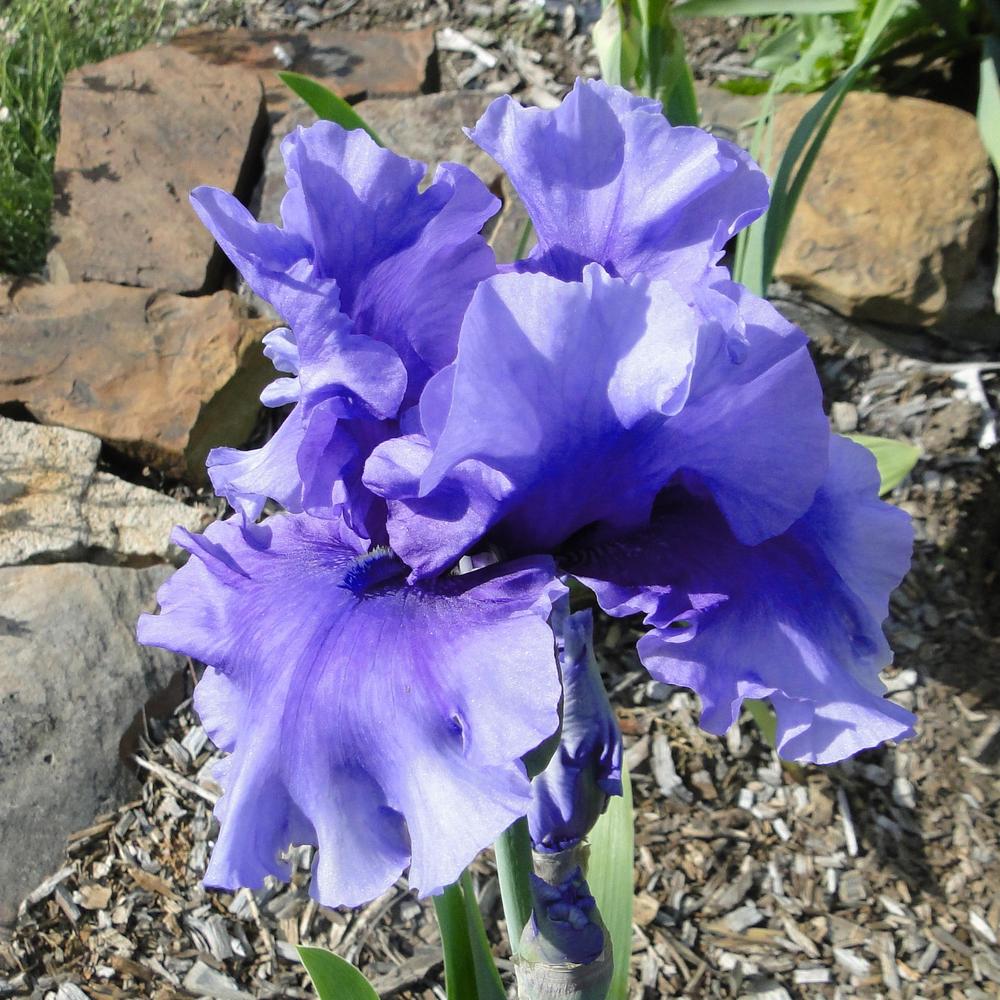 Photo of Tall Bearded Iris (Iris 'Jordan's Joy') uploaded by lauriemorningglory