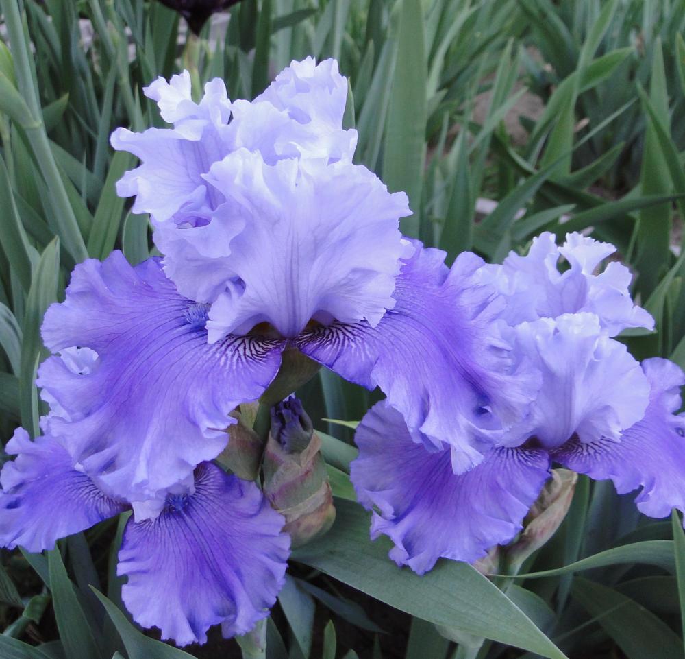 Photo of Tall Bearded Iris (Iris 'Ascent of Angels') uploaded by lauriemorningglory