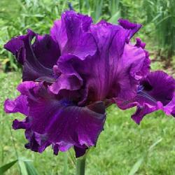 Location: Fairfield, CT, USA
Date: 2022-05-26
'Royal Majesty' Iris