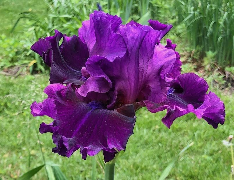 Photo of Tall Bearded Iris (Iris 'Royal Majesty') uploaded by rjtepper
