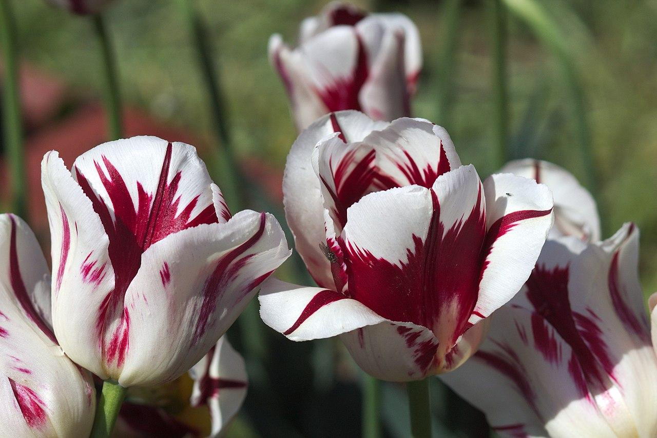 Photo of Triumph Tulip (Tulipa 'Grand Perfection') uploaded by robertduval14