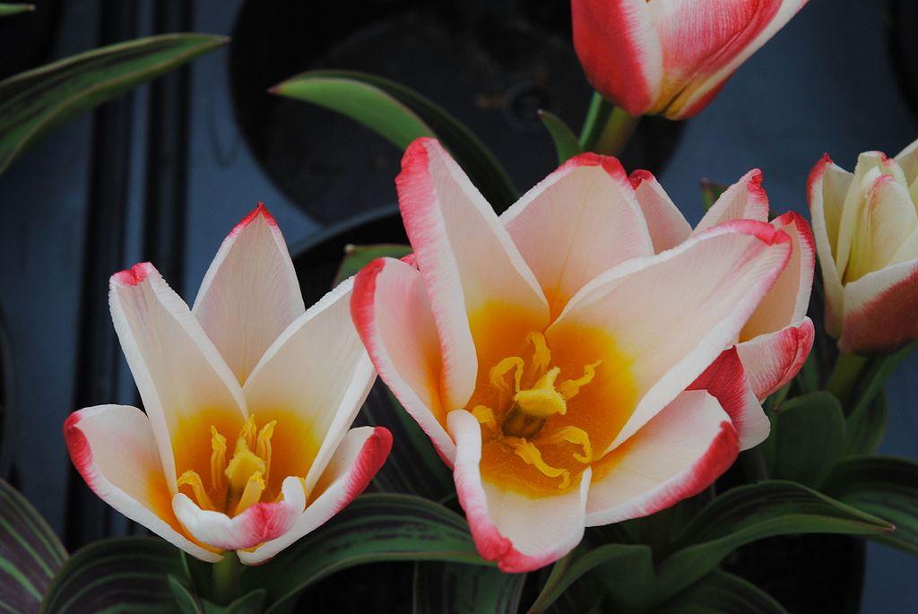 Photo of Waterlily Tulip (Tulipa kaufmanniana 'Hearts Delight') uploaded by robertduval14