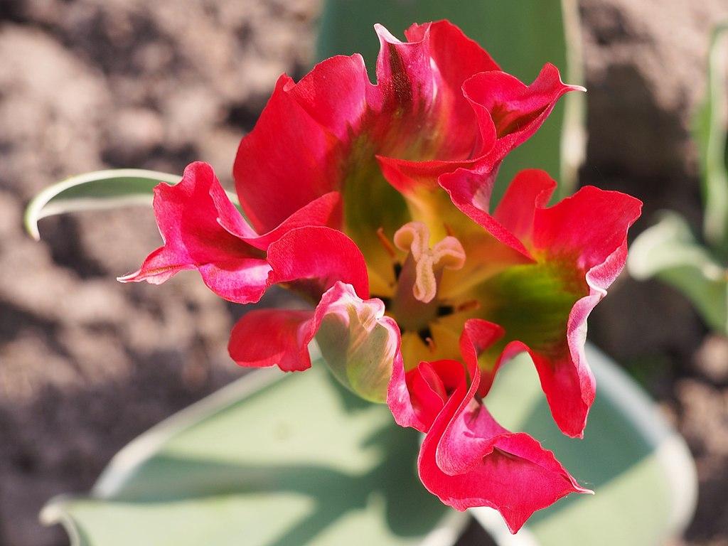 Photo of Viridiflora Tulip (Tulipa 'Esperanto') uploaded by robertduval14