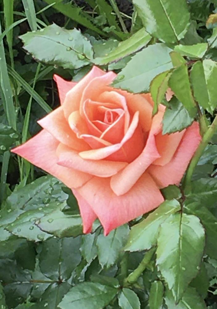 Photo of Rose (Rosa 'Remember Me') uploaded by verakay