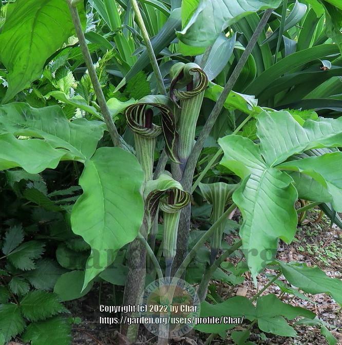 Photo of Jack in the Pulpit (Arisaema triphyllum) uploaded by Char