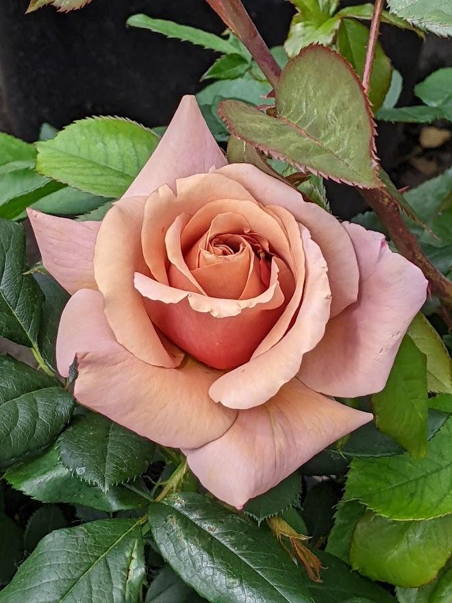 Photo of Rose (Rosa 'Koko Loko') uploaded by Joy
