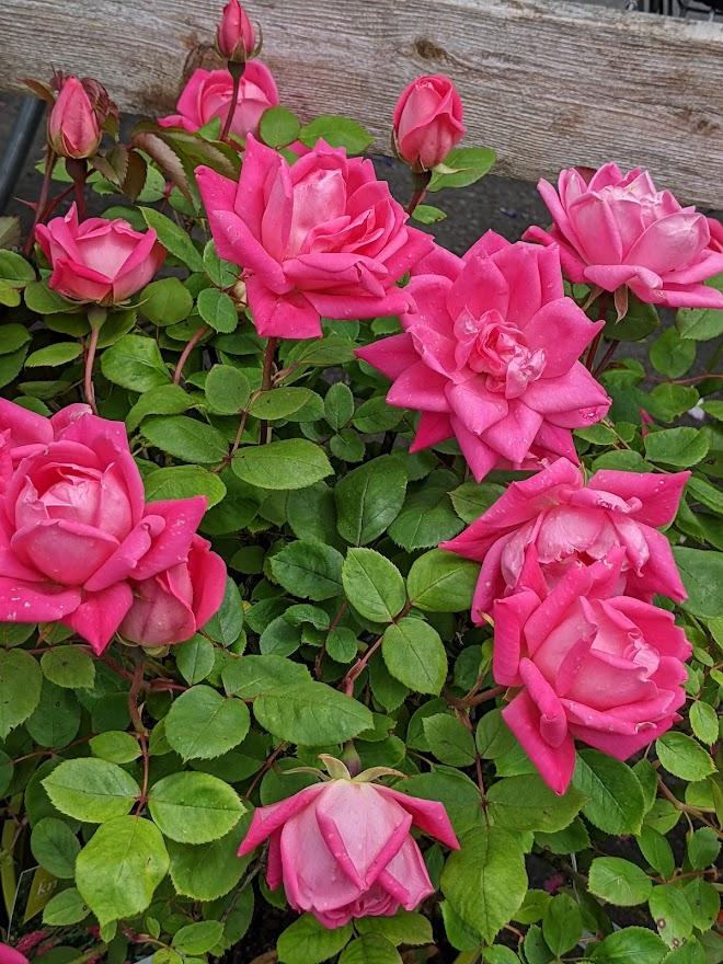 Photo of Rose (Rosa 'Pink Double Knock Out') uploaded by Joy