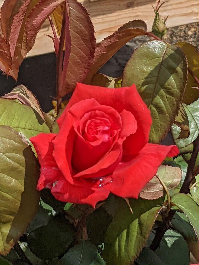 Photo of Rose (Rosa 'Fragrant Cloud') uploaded by Joy