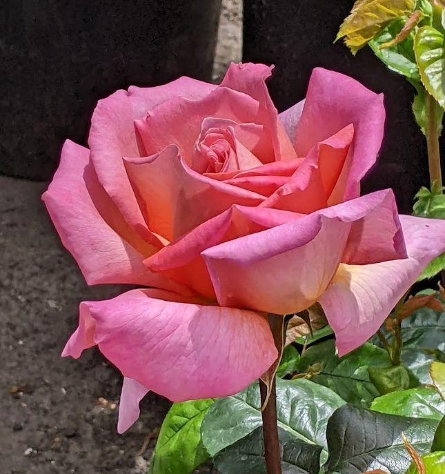 Photo of Rose (Rosa 'Chicago Peace') uploaded by Joy