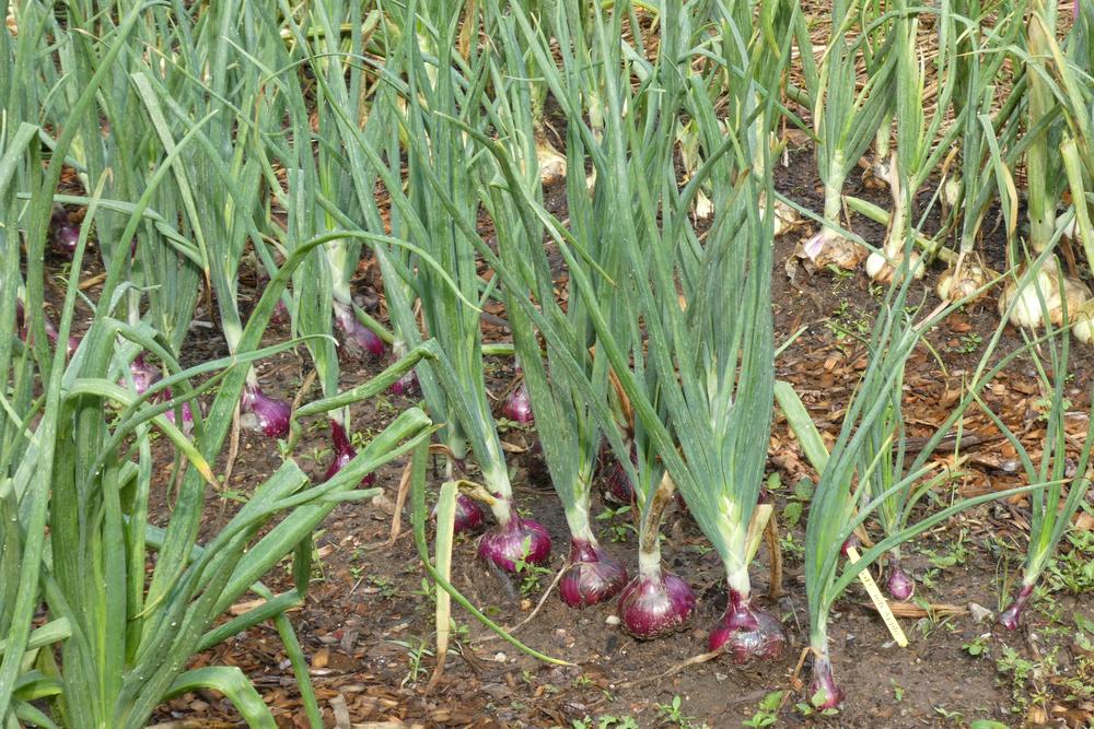Photo of Red Candy Onion (Allium cepa 'Red Candy Apple') uploaded by LoriMT