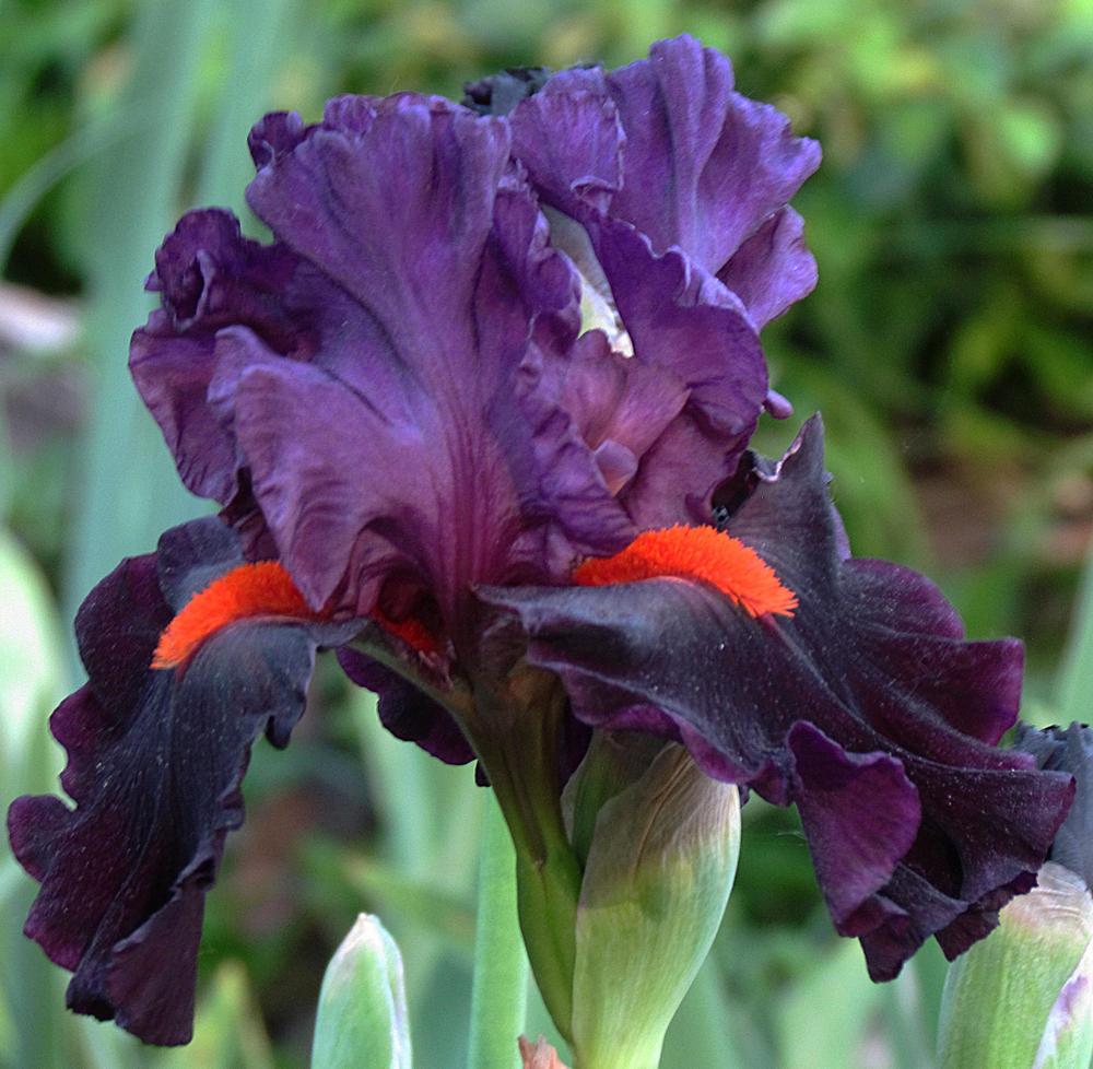 Photo of Tall Bearded Iris (Iris 'Sharp Dressed Man') uploaded by LynNY