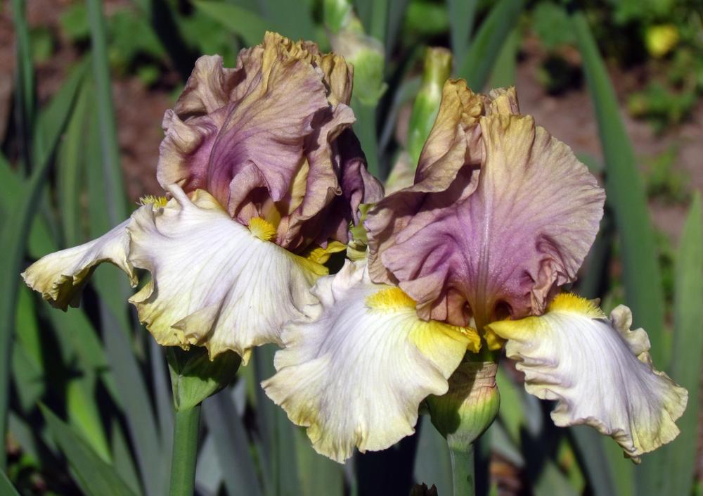 Photo of Tall Bearded Iris (Iris 'Mysterious Ways') uploaded by LynNY