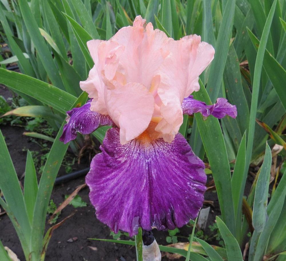 Photo of Border Bearded Iris (Iris 'Shenanigan') uploaded by Natalie