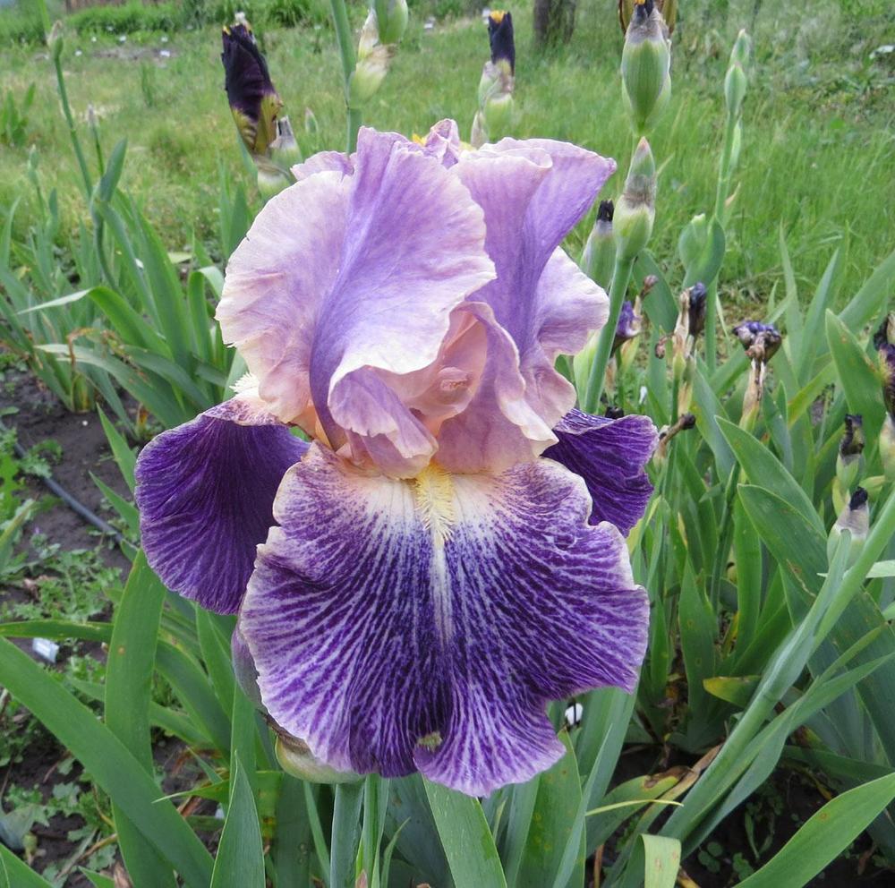 Photo of Tall Bearded Iris (Iris 'Elizabethan Age') uploaded by Natalie