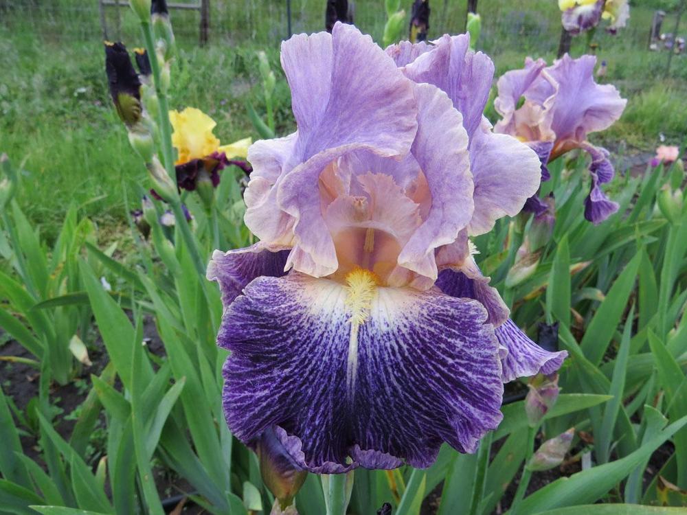 Photo of Tall Bearded Iris (Iris 'Elizabethan Age') uploaded by Natalie