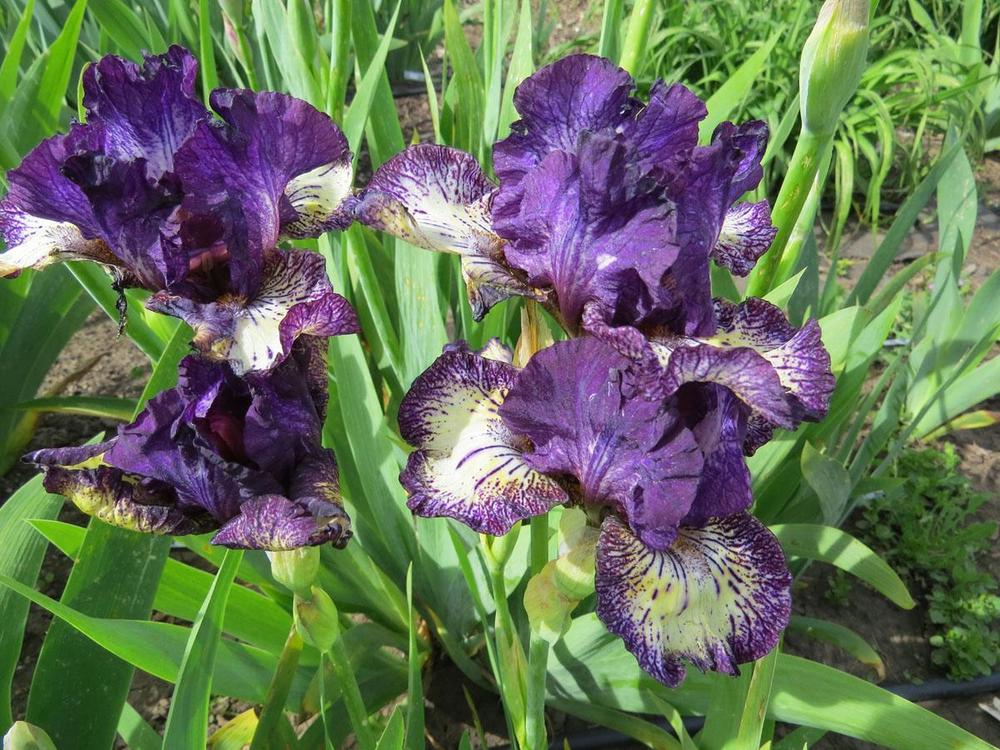 Photo of Intermediate Bearded Iris (Iris 'Fall Line') uploaded by Natalie