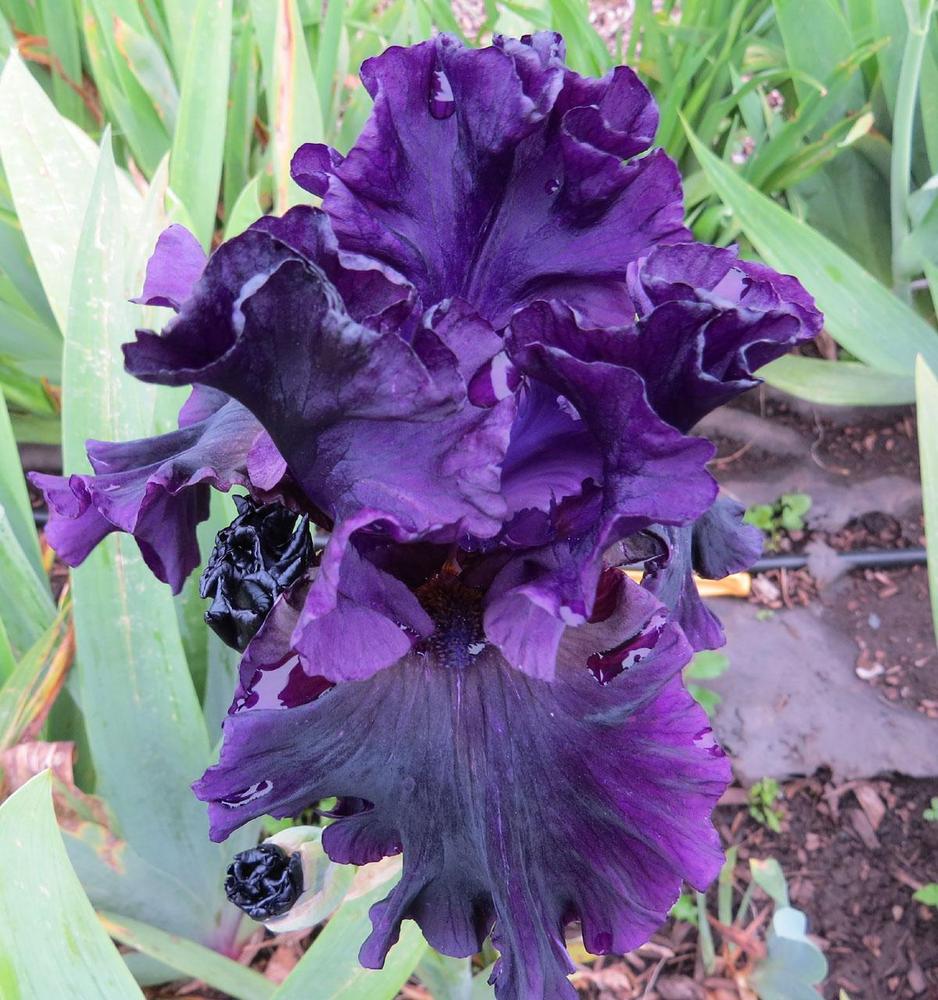 Photo of Tall Bearded Iris (Iris 'Noble Gesture') uploaded by Natalie