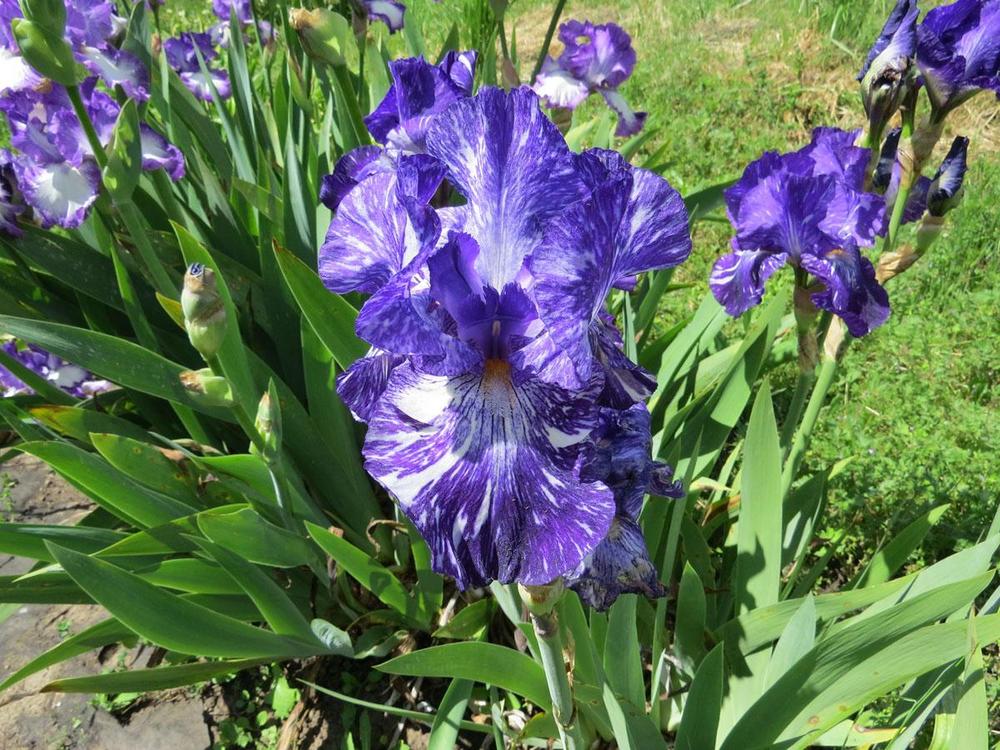 Photo of Border Bearded Iris (Iris 'Batik') uploaded by Natalie