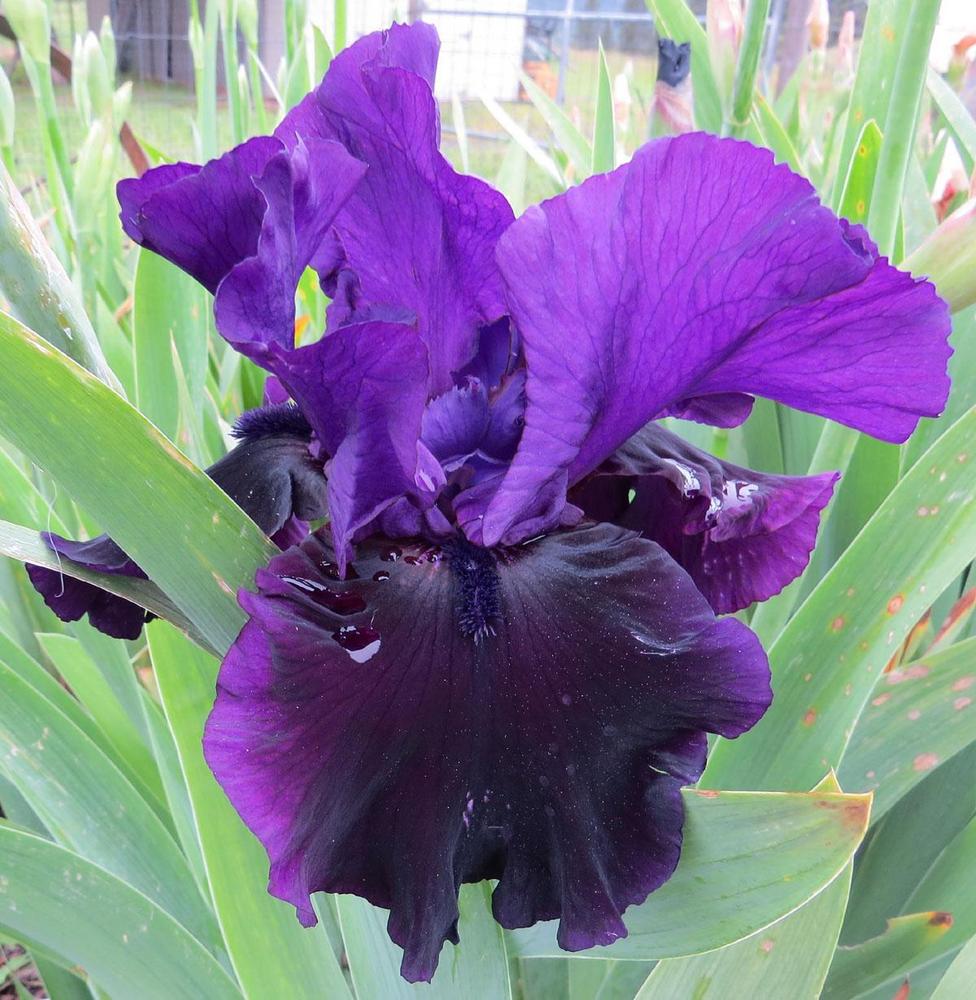 Photo of Tall Bearded Iris (Iris 'Midnight Treat') uploaded by Natalie