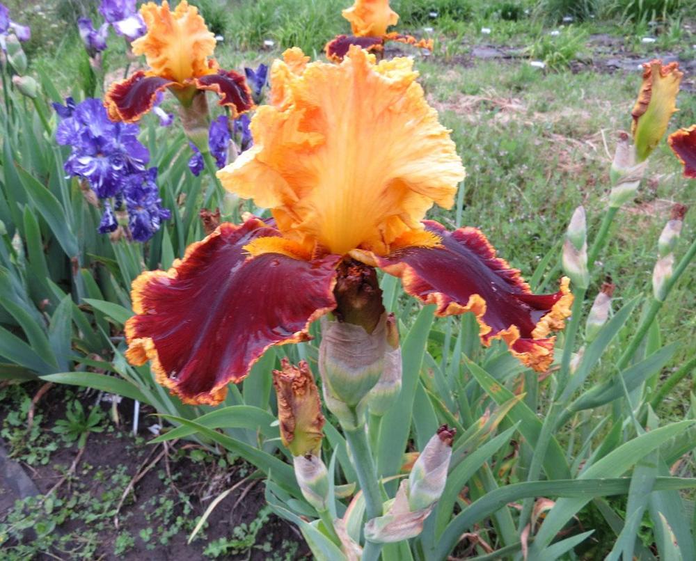 Photo of Tall Bearded Iris (Iris 'Stop the Traffic') uploaded by Natalie