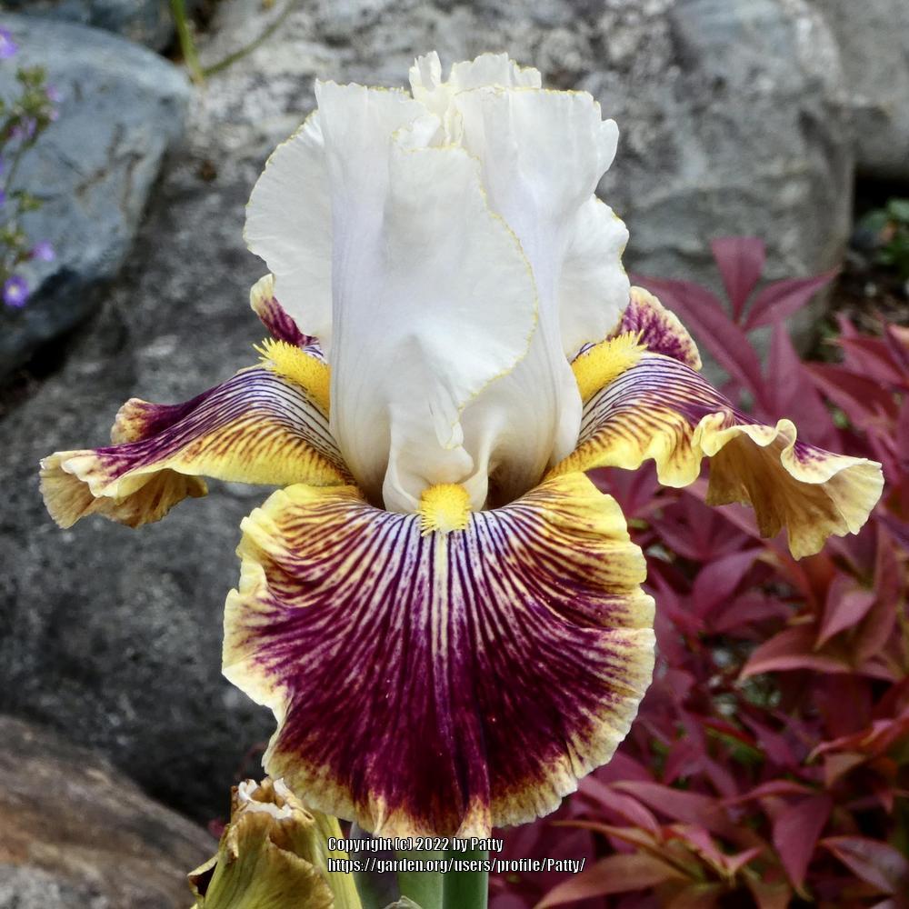 Photo of Tall Bearded Iris (Iris 'Scatterbrain') uploaded by Patty
