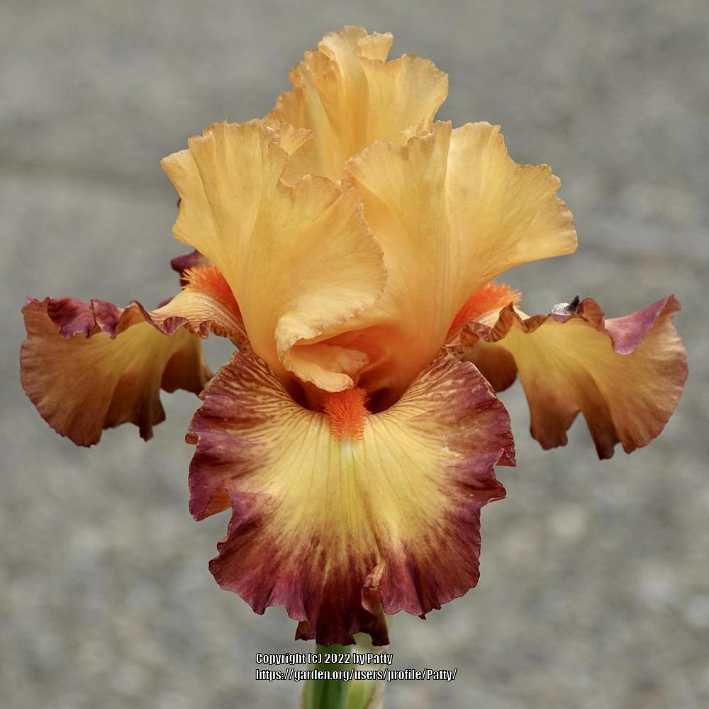 Photo of Tall Bearded Iris (Iris 'Ringtone') uploaded by Patty