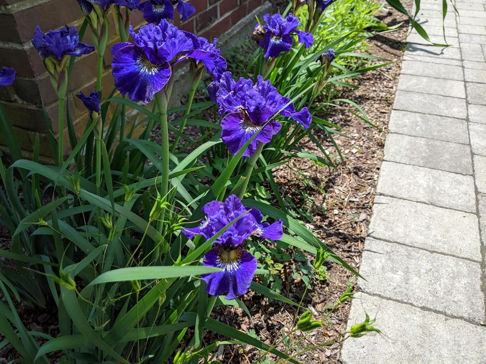 Photo of Siberian Iris (Iris 'Great Falls Love') uploaded by Tienito