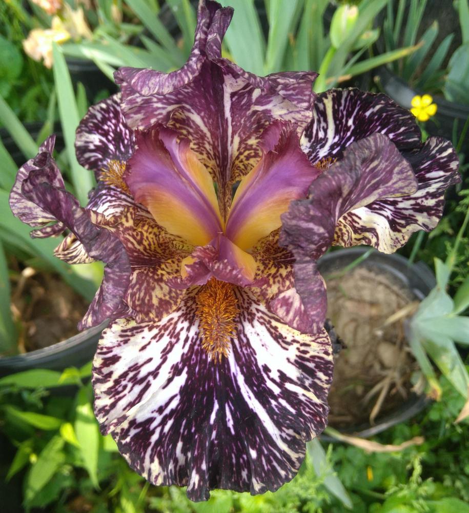 Photo of Tall Bearded Iris (Iris 'Peggy Anne') uploaded by Tiff2884