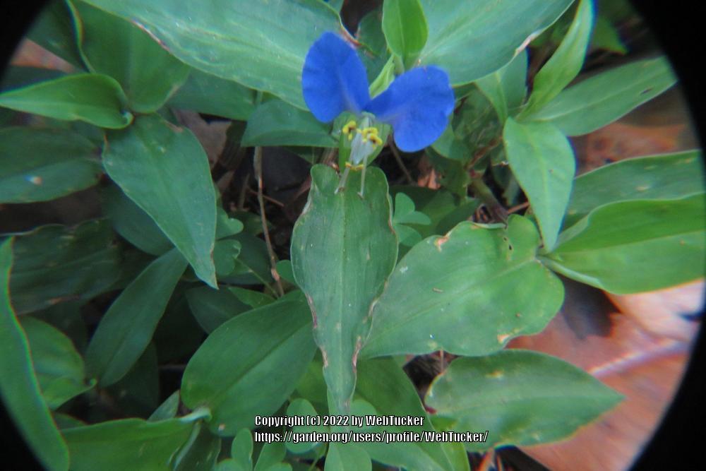 Photo of Asiatic Dayflower (Commelina communis) uploaded by WebTucker