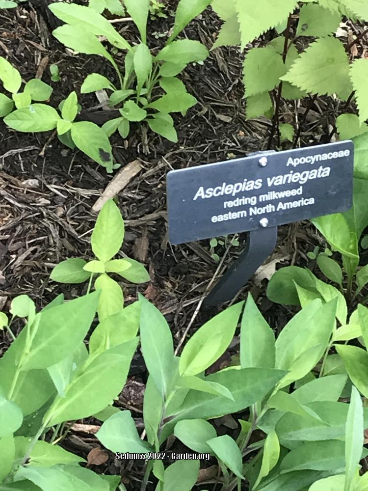 Photo of Redring Milkweed (Asclepias variegata) uploaded by sedumzz