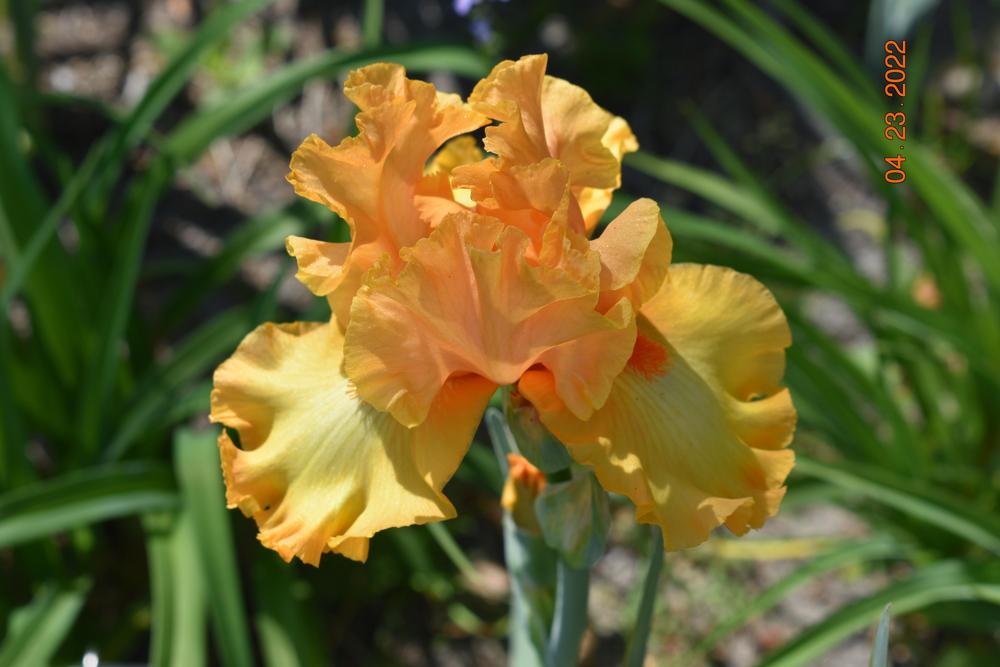 Photo of Tall Bearded Iris (Iris 'Crackling Caldera') uploaded by trmccray