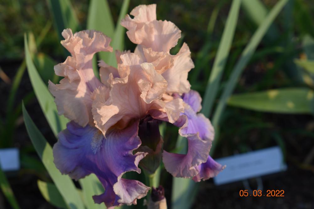 Photo of Tall Bearded Iris (Iris 'Florentine Silk') uploaded by trmccray
