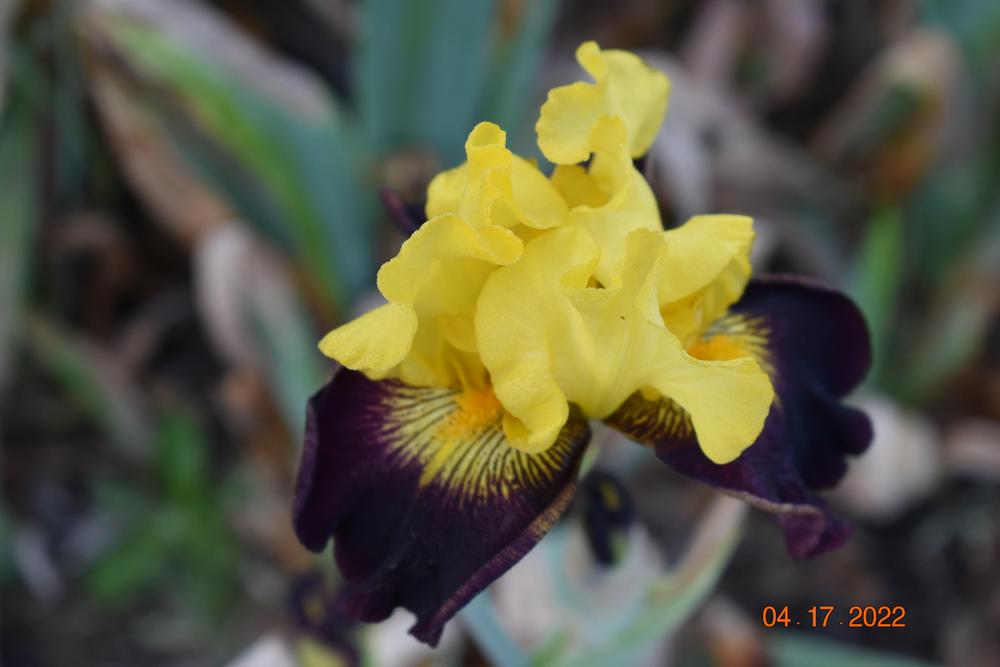 Photo of Tall Bearded Iris (Iris 'Explicit') uploaded by trmccray