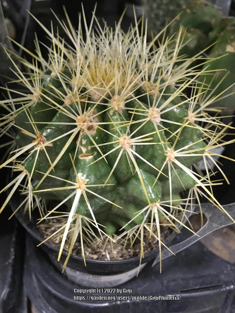 Photo of Golden Barrel Cactus (Kroenleinia grusonii) uploaded by GigiPlumeria