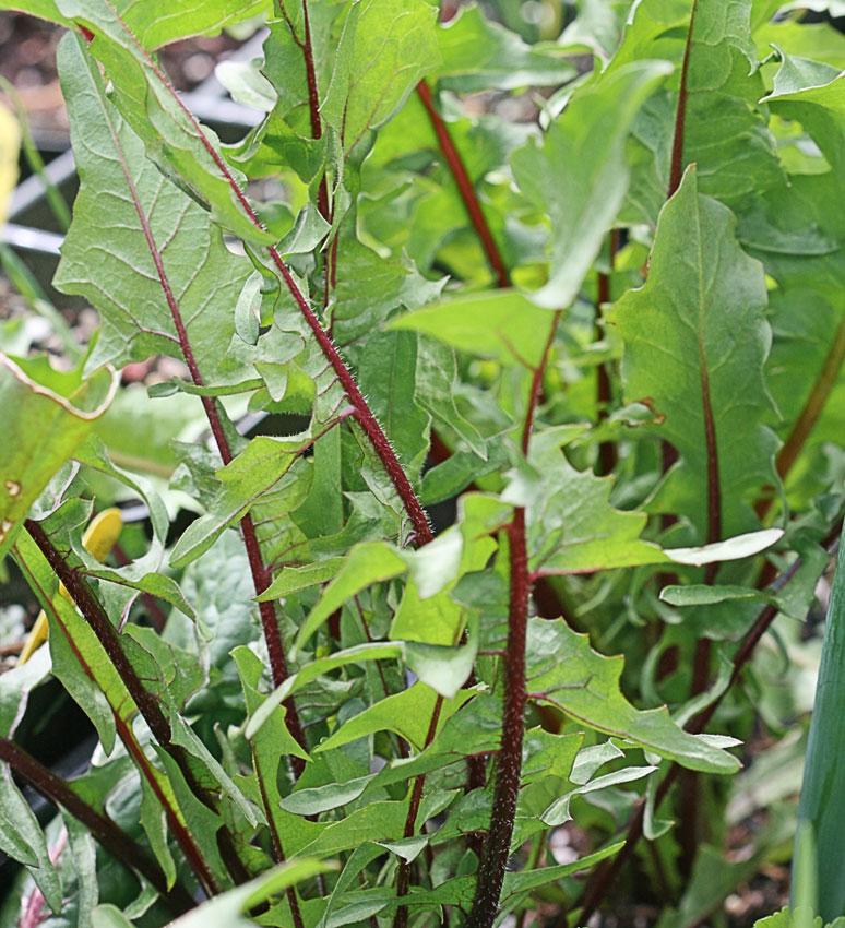 Photo of Chicory (Cichorium intybus) uploaded by Joy