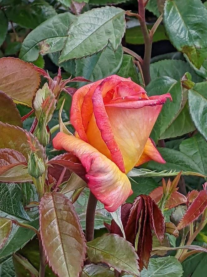 Photo of Floribunda Rose (Rosa 'Sheila's Perfume') uploaded by Joy