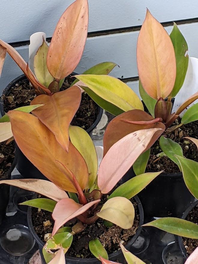 Photo of Philodendron 'Prince of Orange' uploaded by Joy