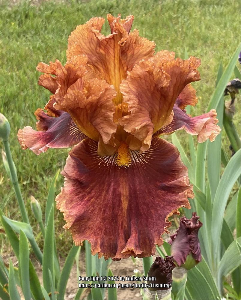 Photo of Tall Bearded Iris (Iris 'Chestnuts Roasting') uploaded by Lbsmitty