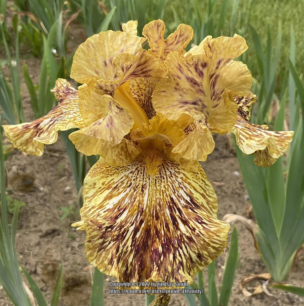 Photo of Tall Bearded Iris (Iris 'Tiger Honey') uploaded by Lbsmitty