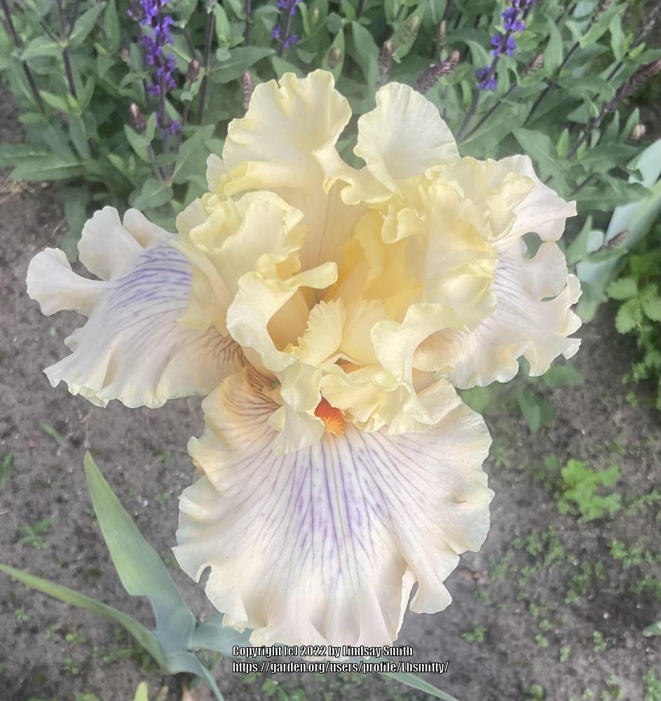 Photo of Tall Bearded Iris (Iris 'Matters of the Heart') uploaded by Lbsmitty
