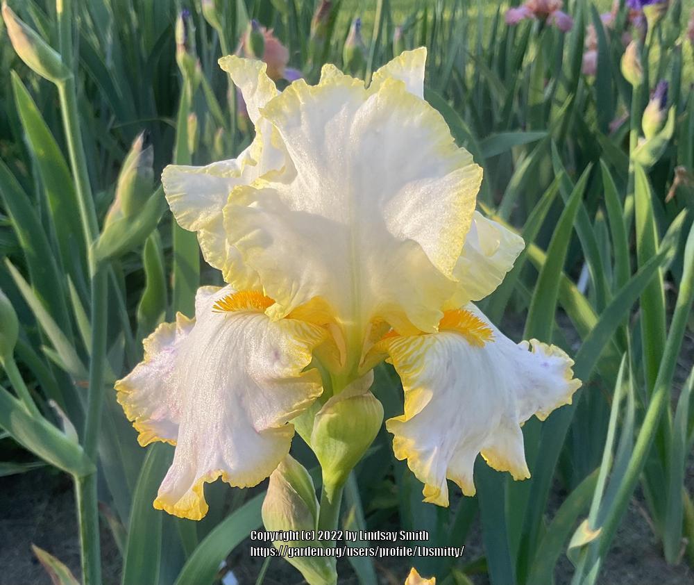 Photo of Tall Bearded Iris (Iris 'Bride's Halo') uploaded by Lbsmitty