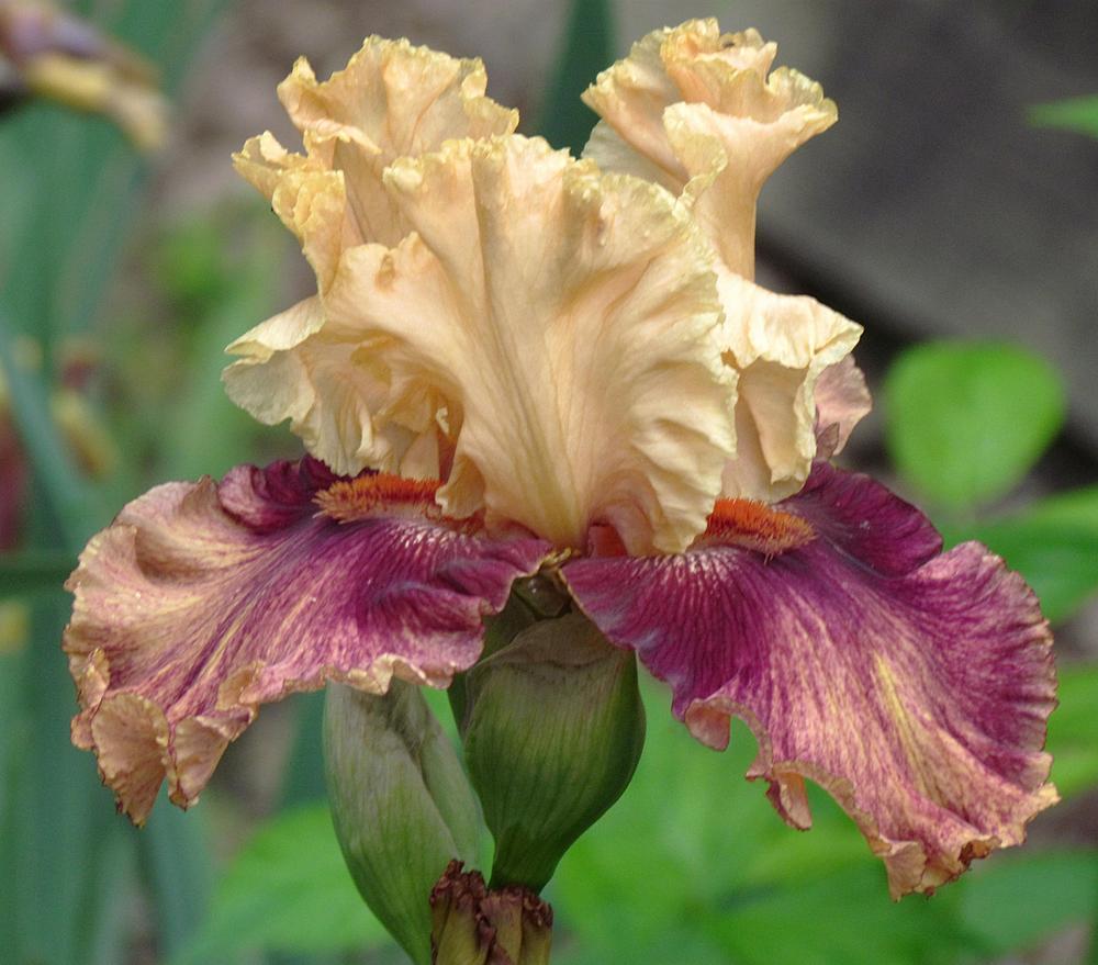 Photo of Tall Bearded Iris (Iris 'Italian Master') uploaded by LynNY