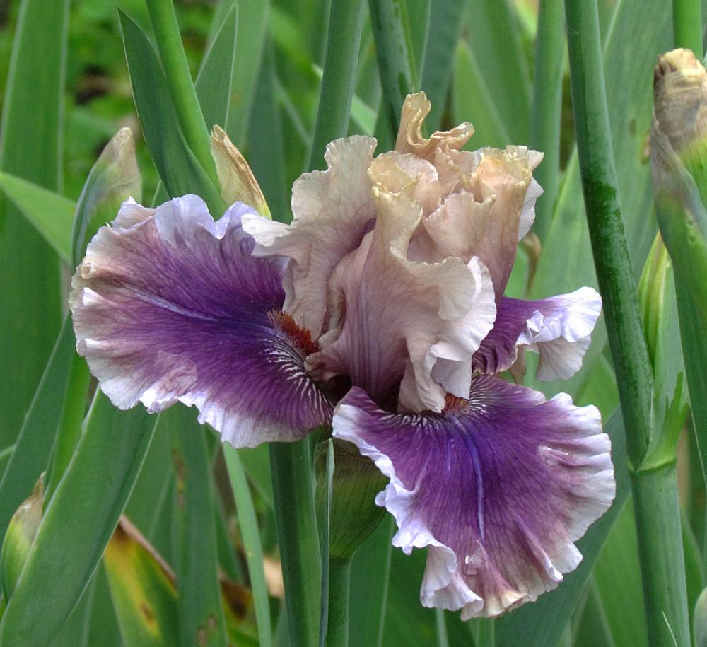 Photo of Tall Bearded Iris (Iris 'Smoke and Thunder') uploaded by LynNY