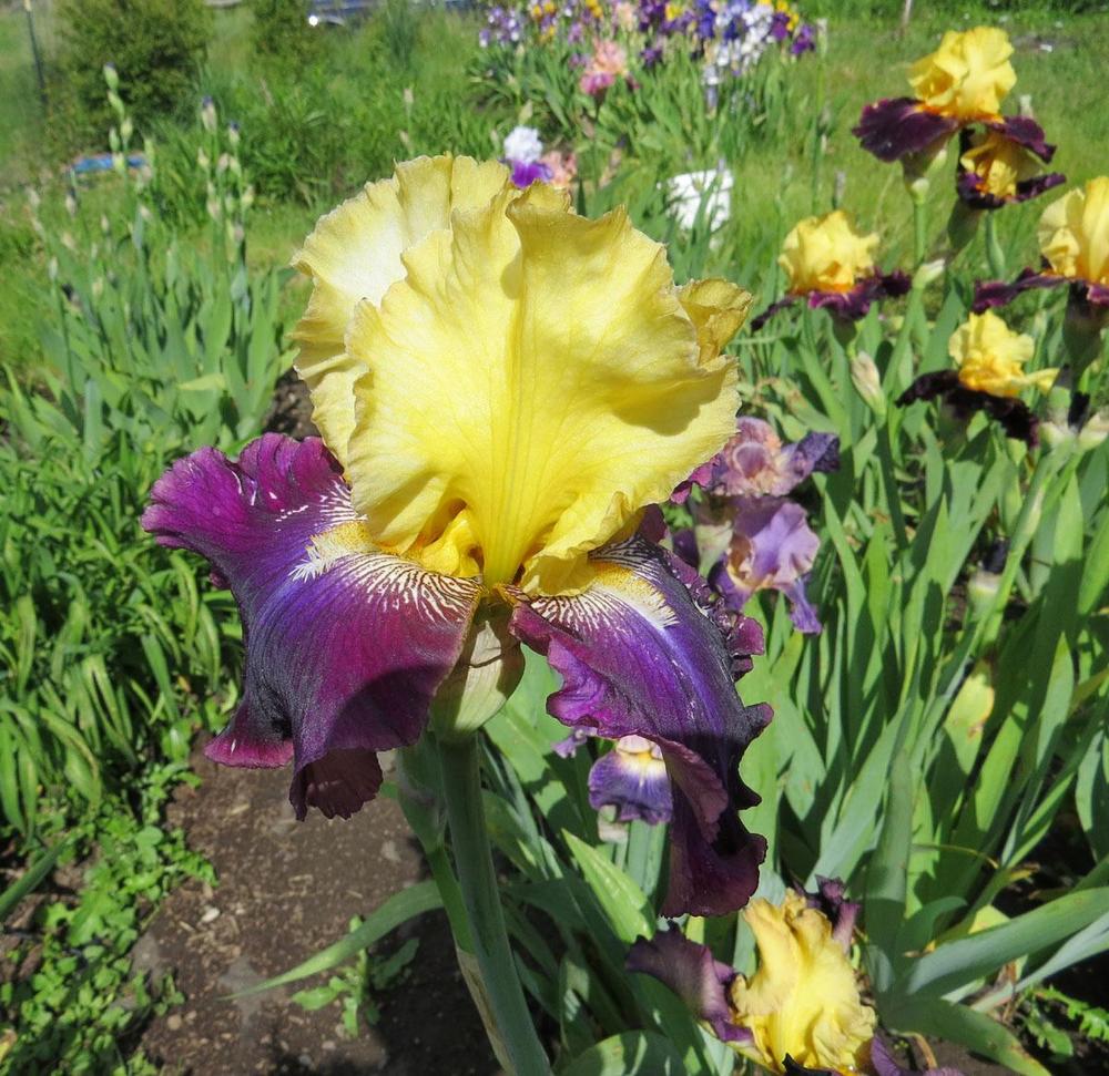 Photo of Tall Bearded Iris (Iris 'Jamaican Dream') uploaded by Natalie