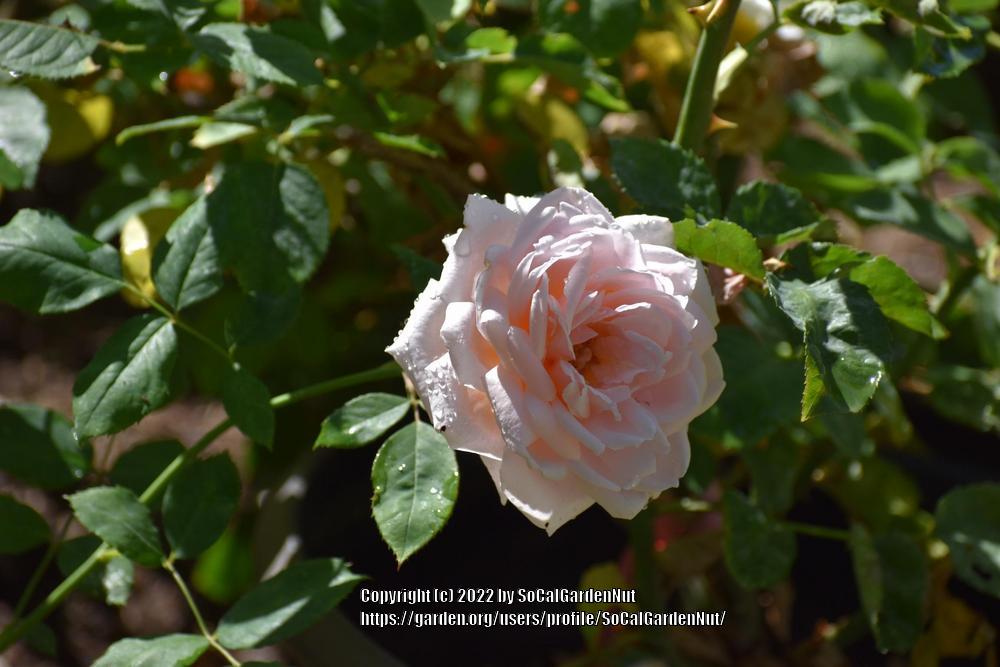 Photo of Rose (Rosa 'Quietness') uploaded by SoCalGardenNut