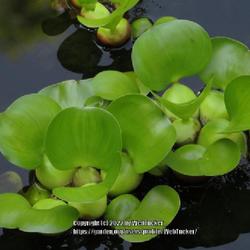 Location: Southern Pines, NC (Boyd House garden)
Date: May 31, 2022
Water hyacinth #196.this; RAB page 272, 39-1-1; LHB page 199, 32-