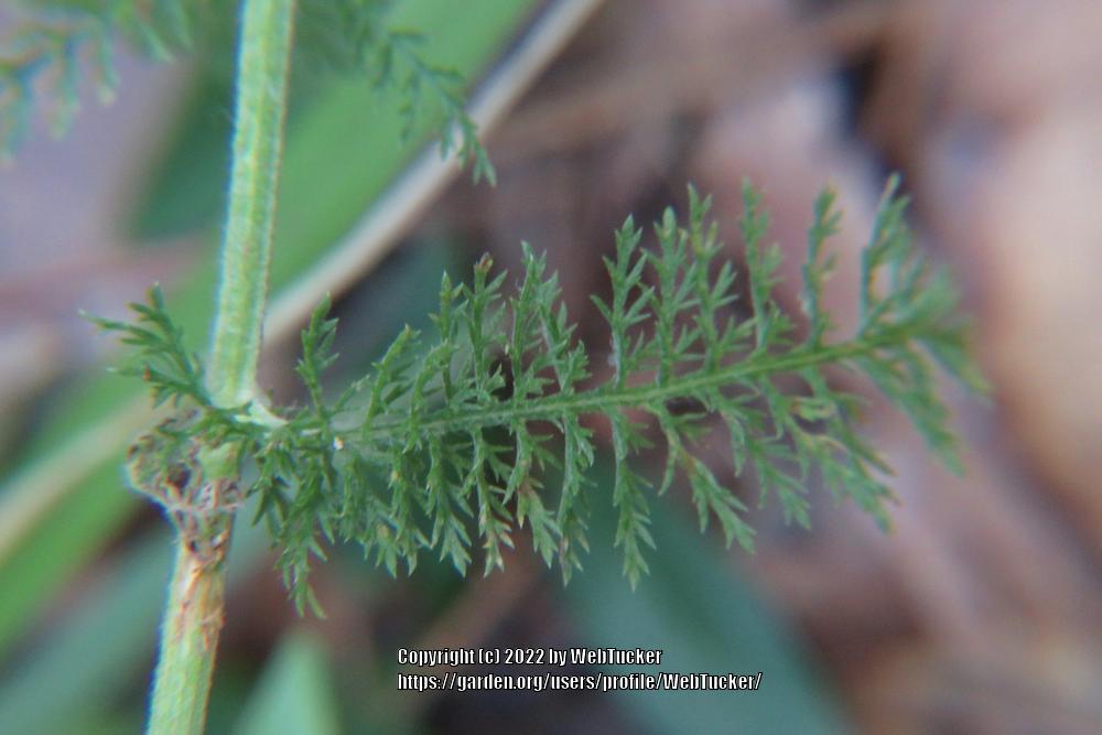 Photo of Yarrow (Achillea millefolium) uploaded by WebTucker