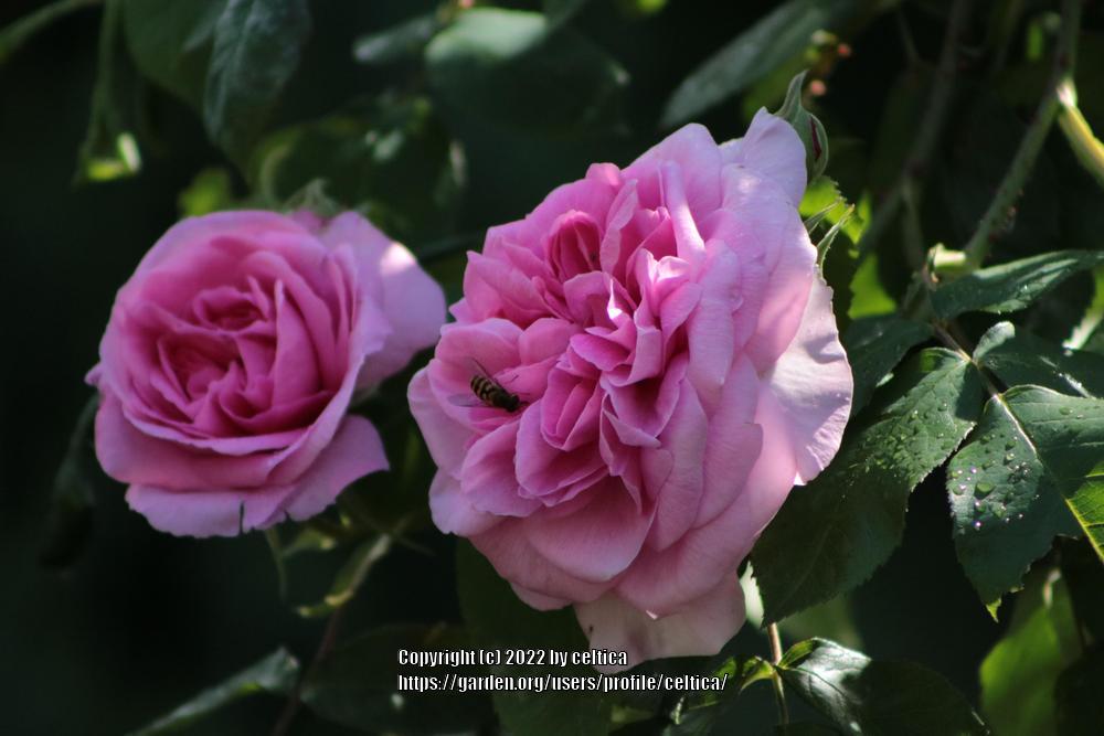 Photo of Rose (Rosa 'Gertrude Jekyll') uploaded by celtica