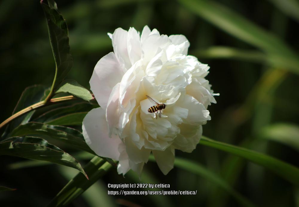 Photo of Peonies (Paeonia) uploaded by celtica
